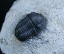 Small Gerastos Trilobite From Morocco #2079-2